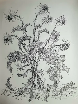 גדילן. 50×70, דיו